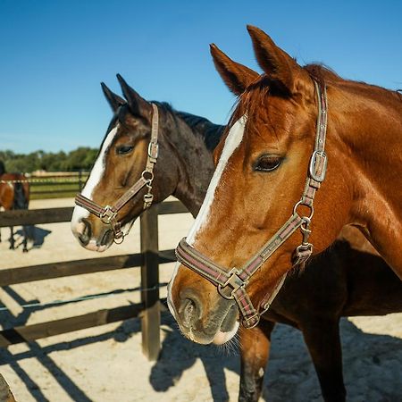 Vmg Horse Ranch (Adults Only) Villa Llucmajor  Dış mekan fotoğraf