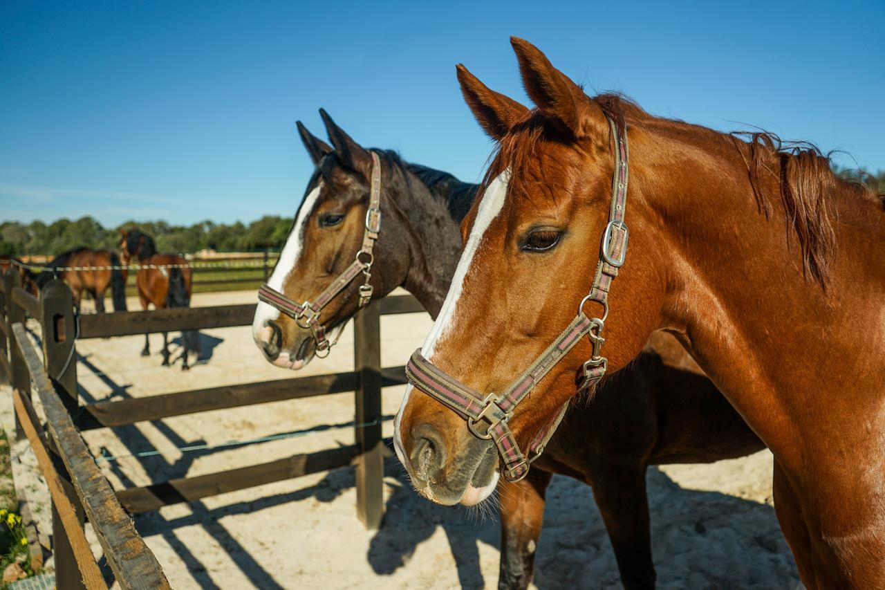 Vmg Horse Ranch (Adults Only) Villa Llucmajor  Dış mekan fotoğraf